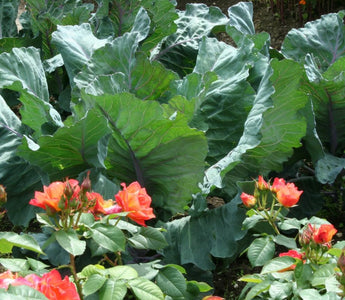 How to Condition & Feed Your Soil Organically