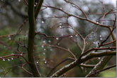 The winter garden on a rainy day