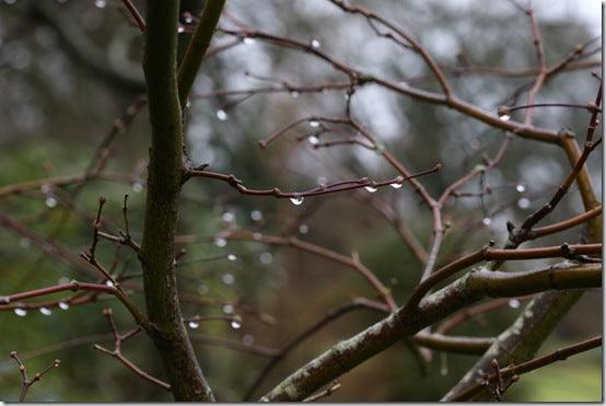 The winter garden on a rainy day