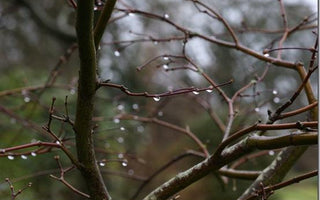 The winter garden on a rainy day