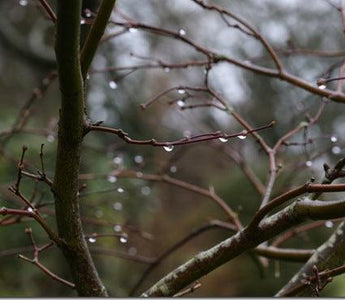 The winter garden on a rainy day
