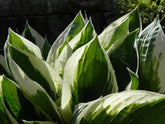 Growing hostas, and protecting hostas from slugs and snails