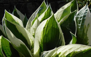 Growing hostas, and protecting hostas from slugs and snails