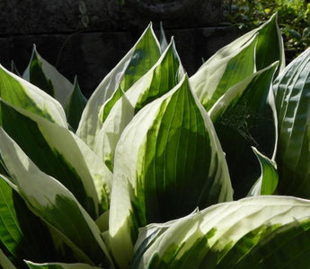 Growing hostas, and protecting hostas from slugs and snails