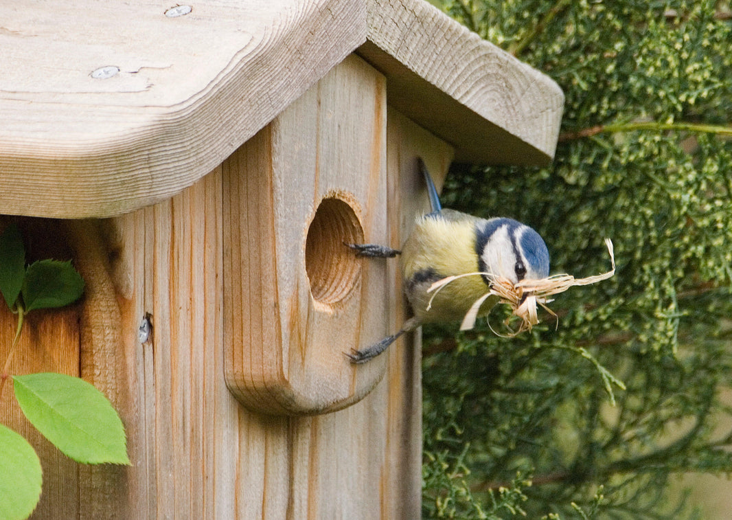 The World’s First Online Gardening for Wildlife Course