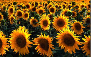 Better Colour Shots Without Making Your Work Look Like a Bad Acid Trip