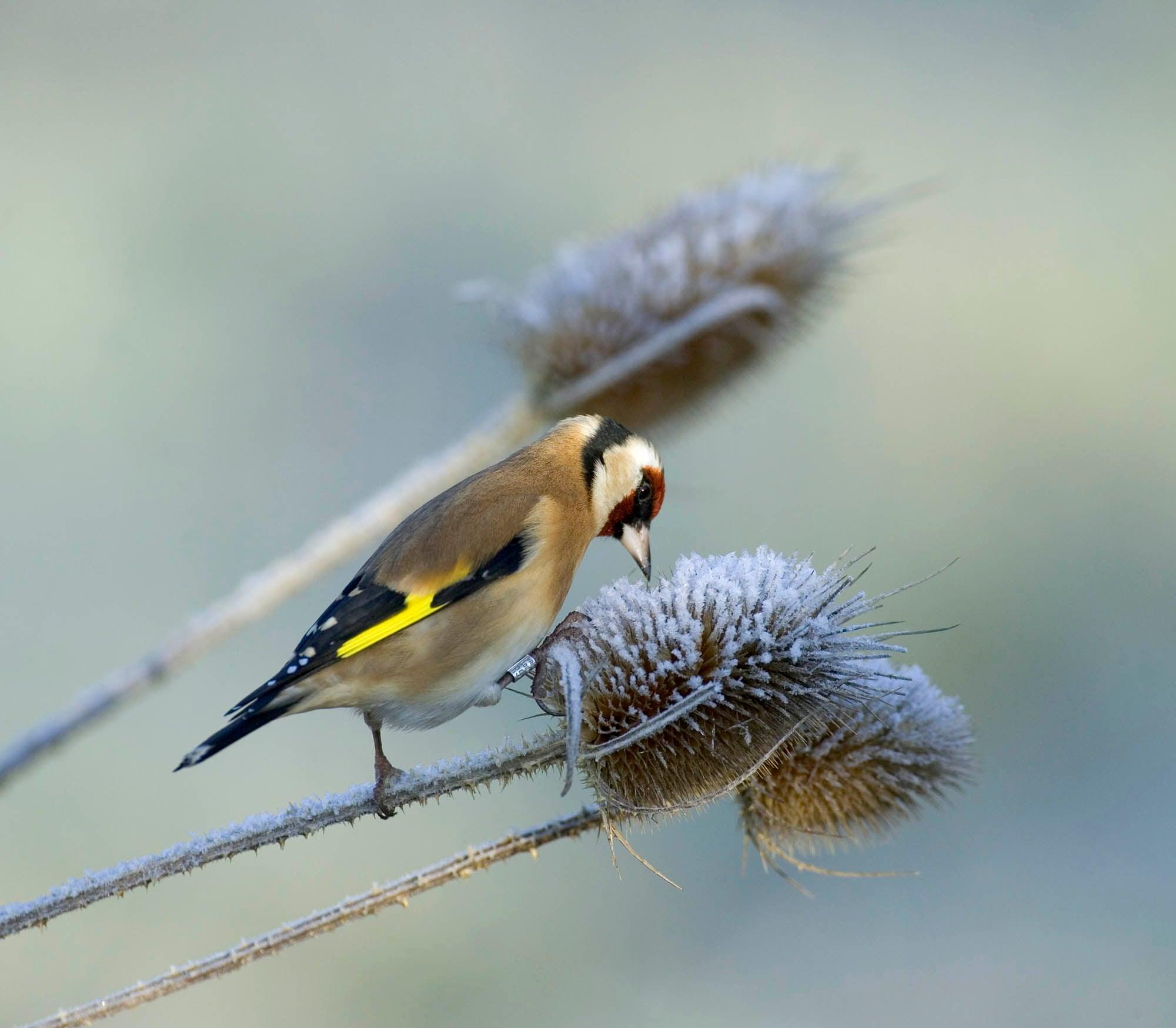 What To feed Wild Birds In Winter