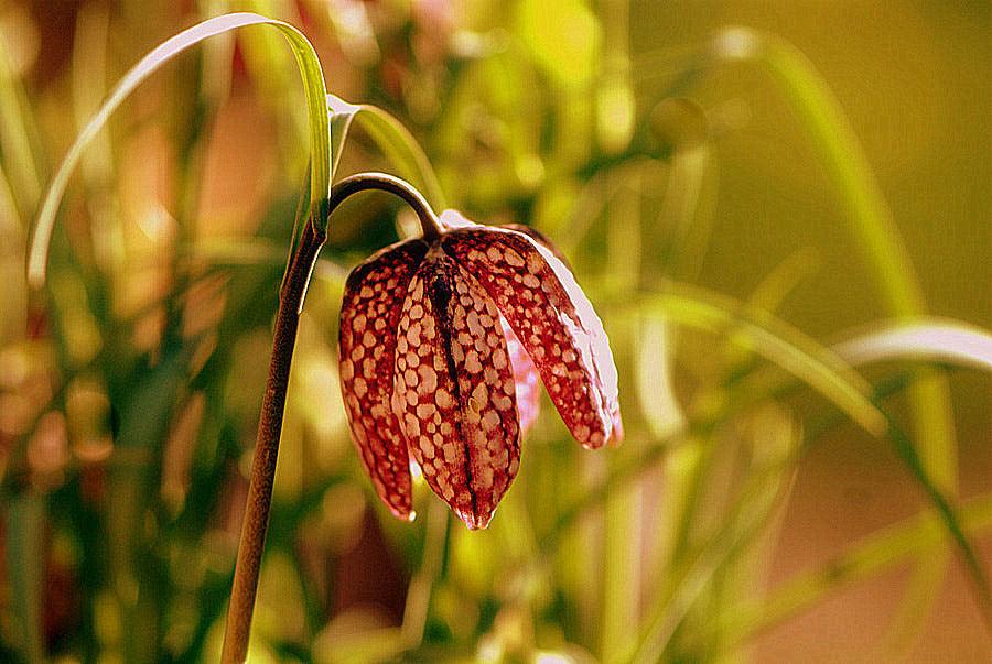 How to Instantly Give your Garden some Life at this time of Year