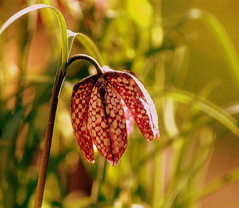 How to Instantly Give your Garden some Life at this time of Year