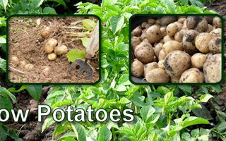 Early & Main Crop Potatoes: Are They worth Growing?