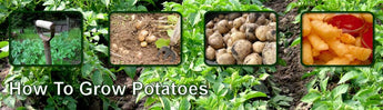 Early & Main Crop Potatoes: Are They worth Growing?