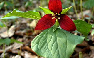 How to grow trilliums