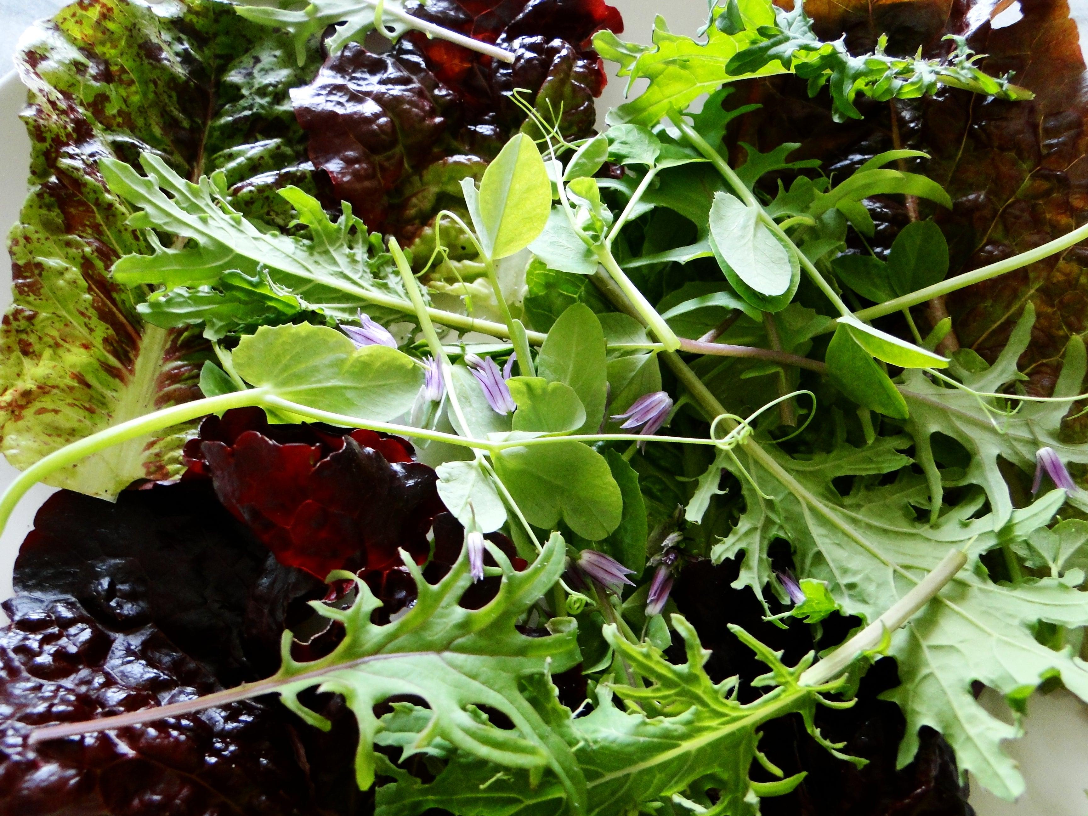 10 Best Culinary Salad Leaves To Grow