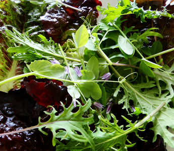 10 Best Culinary Salad Leaves To Grow