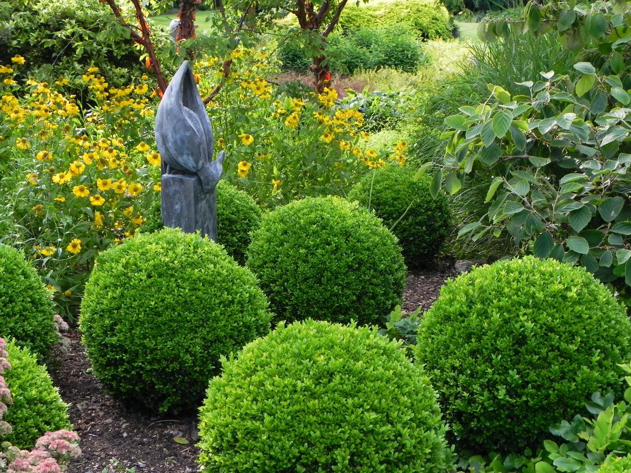 Box Blight: Can It Be Prevented?