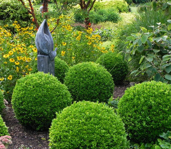 Box Blight: Can It Be Prevented?