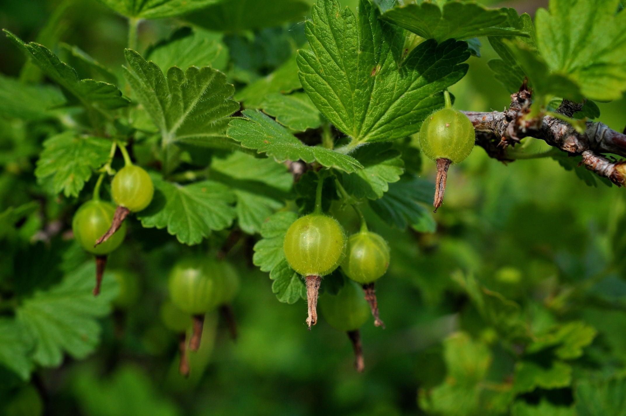 How to Prune Soft Fruit