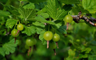 How to Prune Soft Fruit