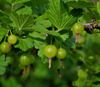 How to Prune Soft Fruit