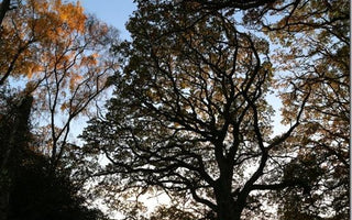 Top Trends in Gardening for 2014