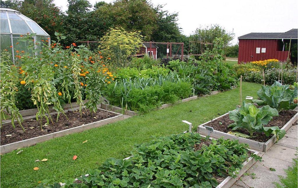 Vegetable Gardening: Understanding Crop Rotation