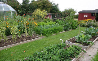 Vegetable Gardening: Understanding Crop Rotation