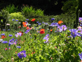 How to Create a Contemporary Summer Meadow