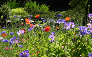 How to Create a Contemporary Summer Meadow