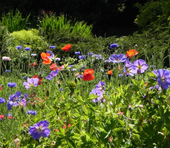 How to Create a Contemporary Summer Meadow