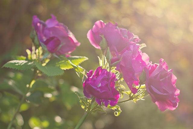 I Grow Photos