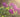 I Grow Photos