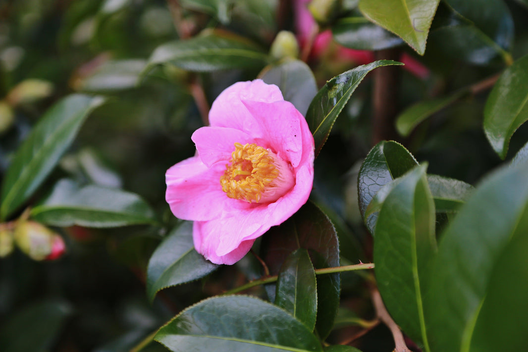 Flowers that defy the Frost