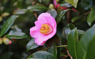 Flowers that defy the Frost