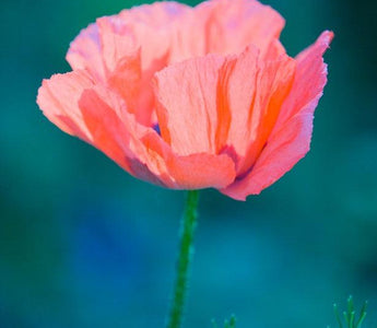 Fine Art Flower Photography