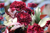 Give the gift of learning online to a gardening enthusiast