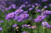 Six of the best perennials to grow in 2015