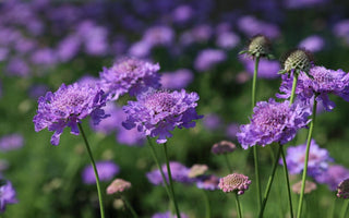 Six of the best perennials to grow in 2015