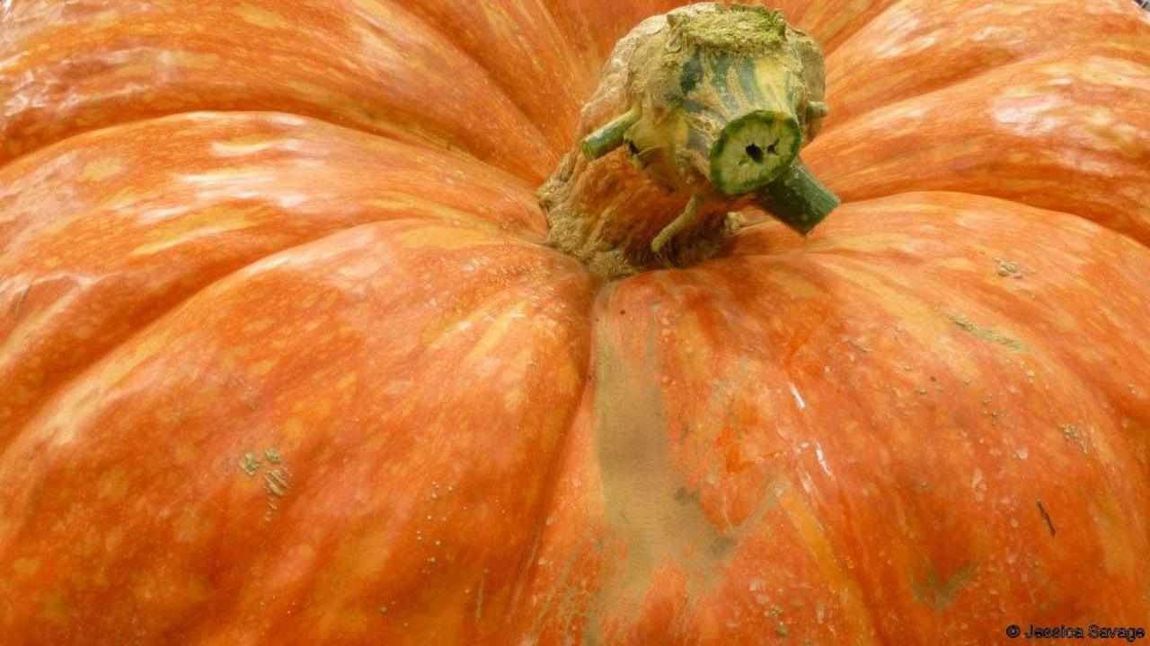 Record Breaking Fruit and Vegetables