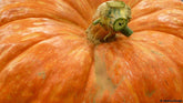 Record Breaking Fruit and Vegetables