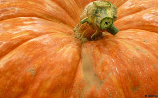 Record Breaking Fruit and Vegetables