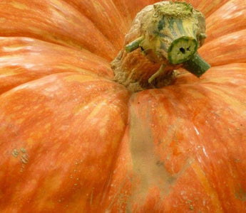 Record Breaking Fruit and Vegetables