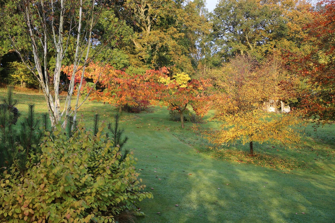 6 Favourite Trees & How to Buy Them