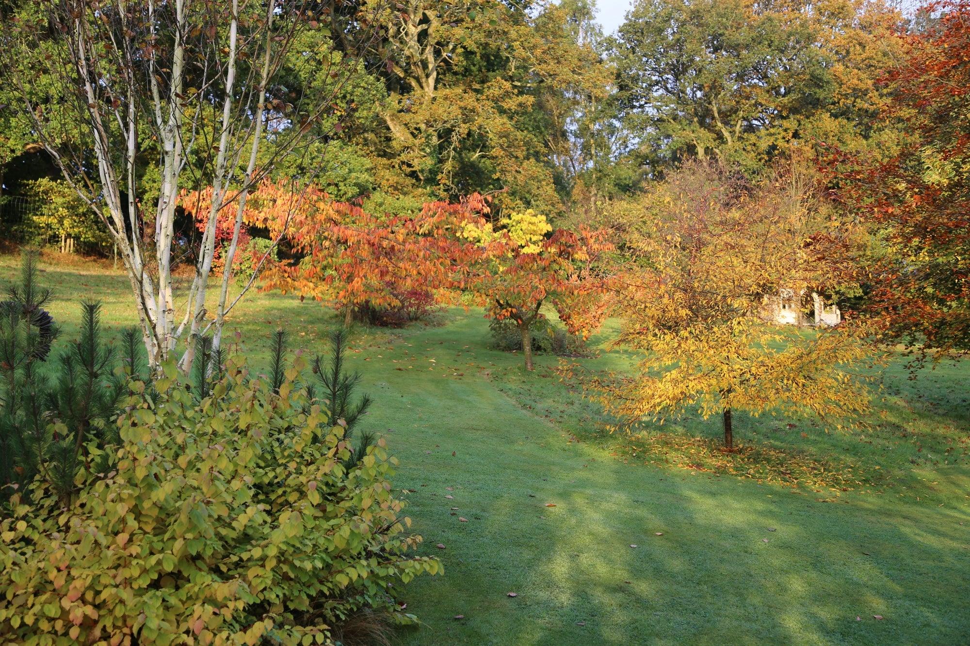 6 Favourite Trees & How to Buy Them