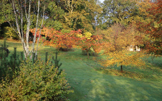 6 Favourite Trees & How to Buy Them
