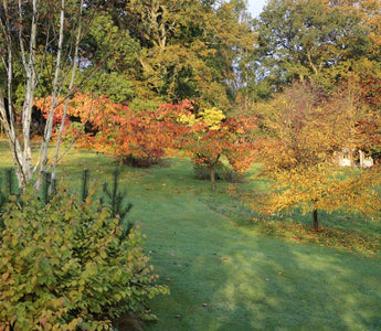 6 Favourite Trees & How to Buy Them