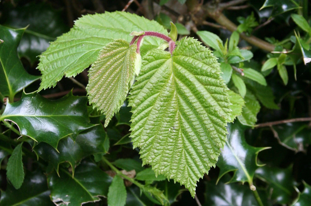 Natural hedging for wildlife