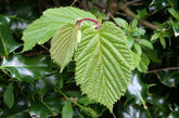 Natural hedging for wildlife