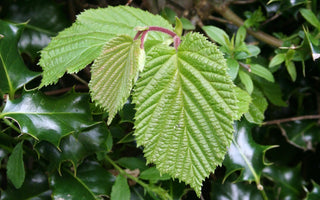 Natural hedging for wildlife