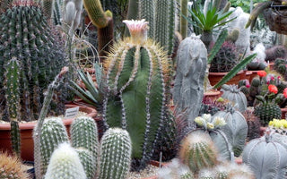 A Passion For Cacti & Succulents
