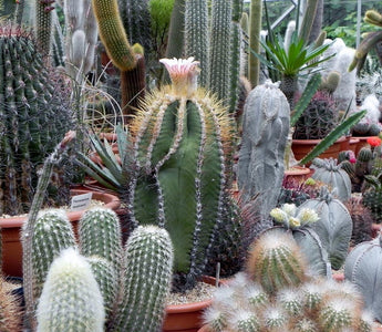 A Passion For Cacti & Succulents